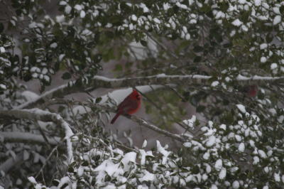 Cardinal, Blizzard February 2010