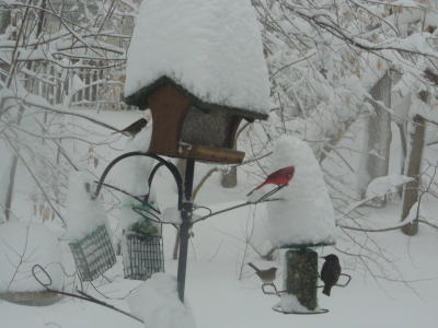 February 6 Snowstorm